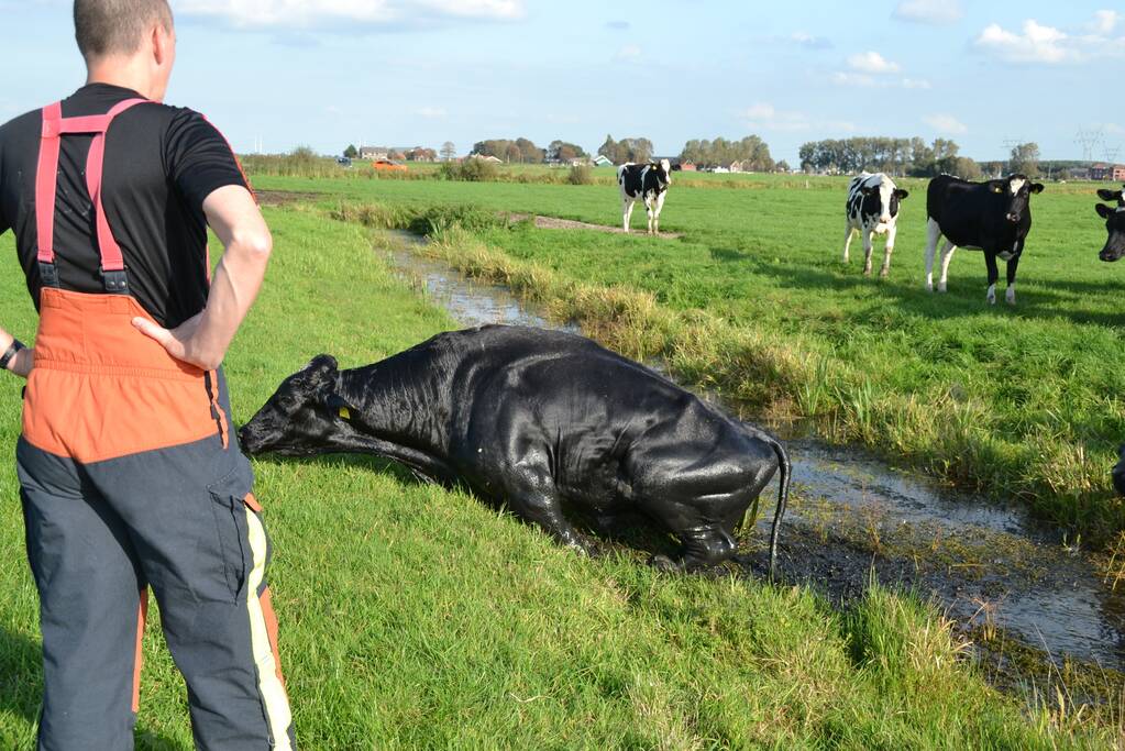 Stier belandt in sloot en wordt gered