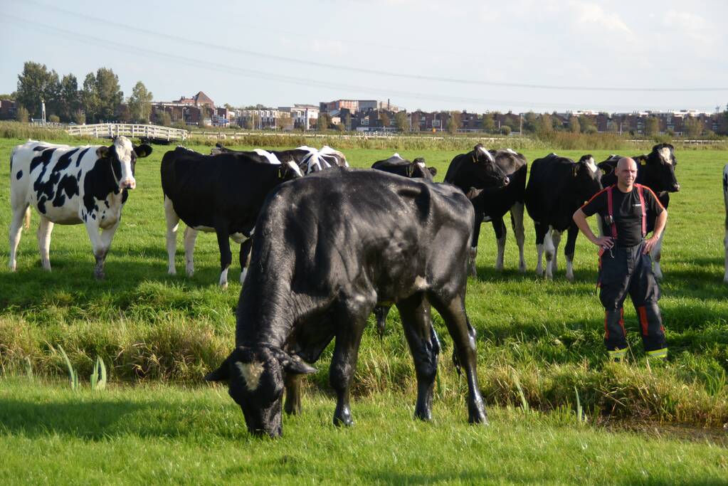 Stier belandt in sloot en wordt gered