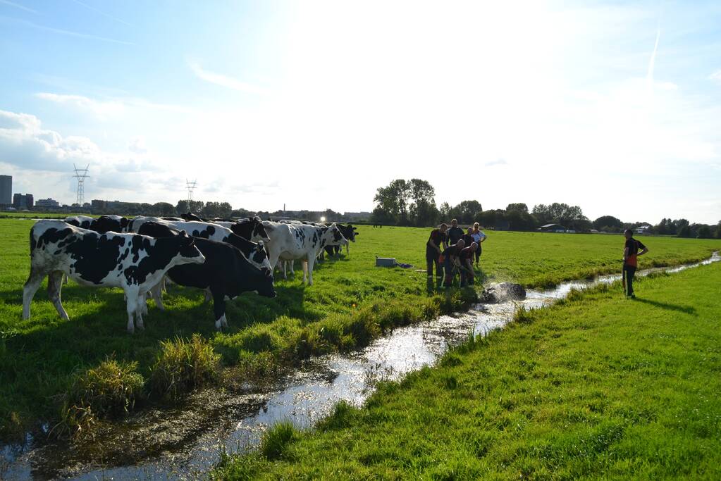 Stier belandt in sloot en wordt gered