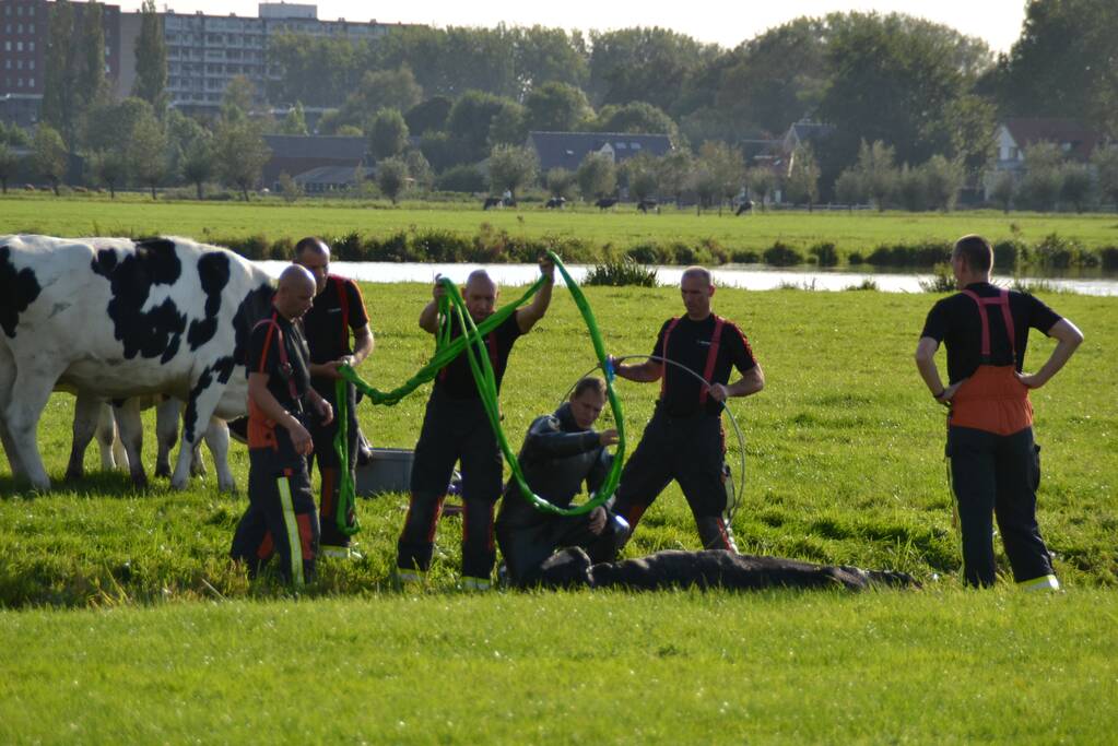 Stier belandt in sloot en wordt gered