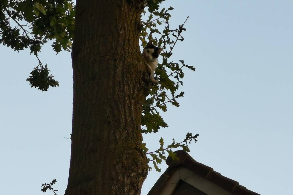 Brandweer doet nieuwe poging kat uit boom te halen