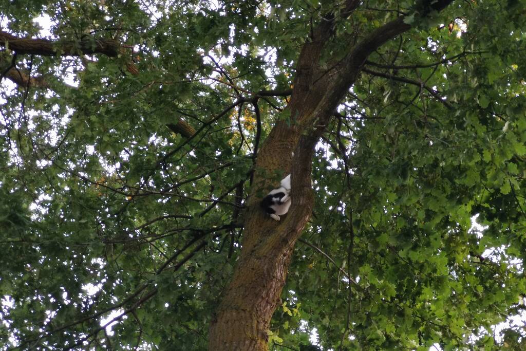 Brandweer doet nieuwe poging kat uit boom te halen