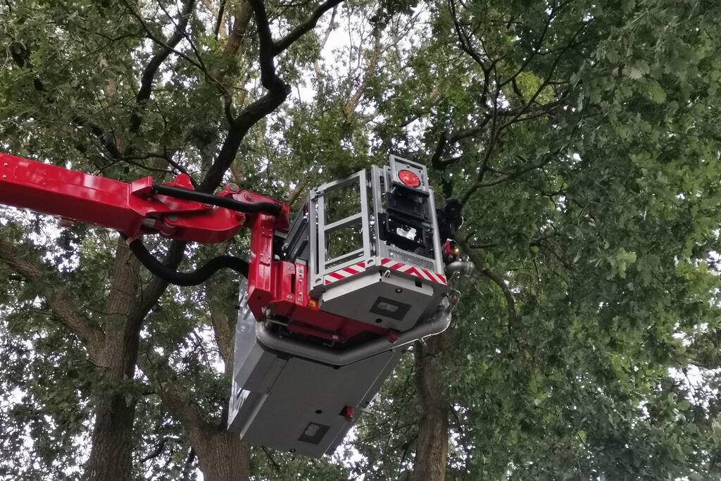 Brandweer doet nieuwe poging kat uit boom te halen