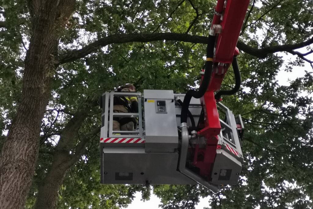 Brandweer doet nieuwe poging kat uit boom te halen