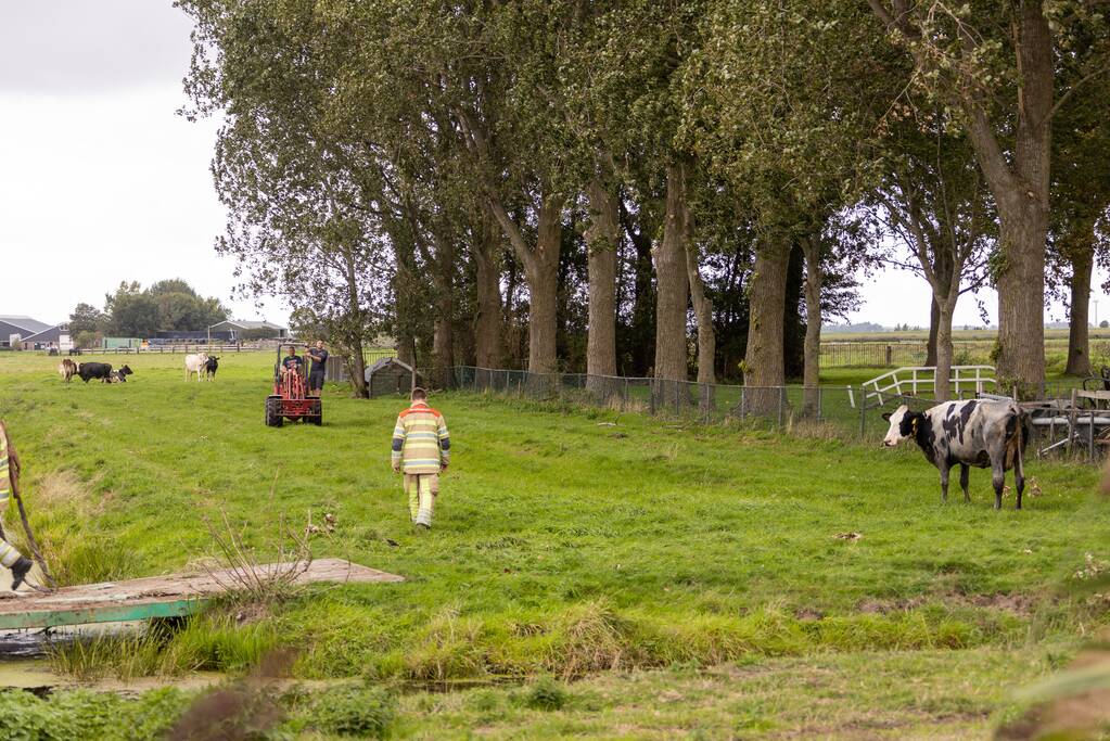 Brandweer trekken koe uit sloot