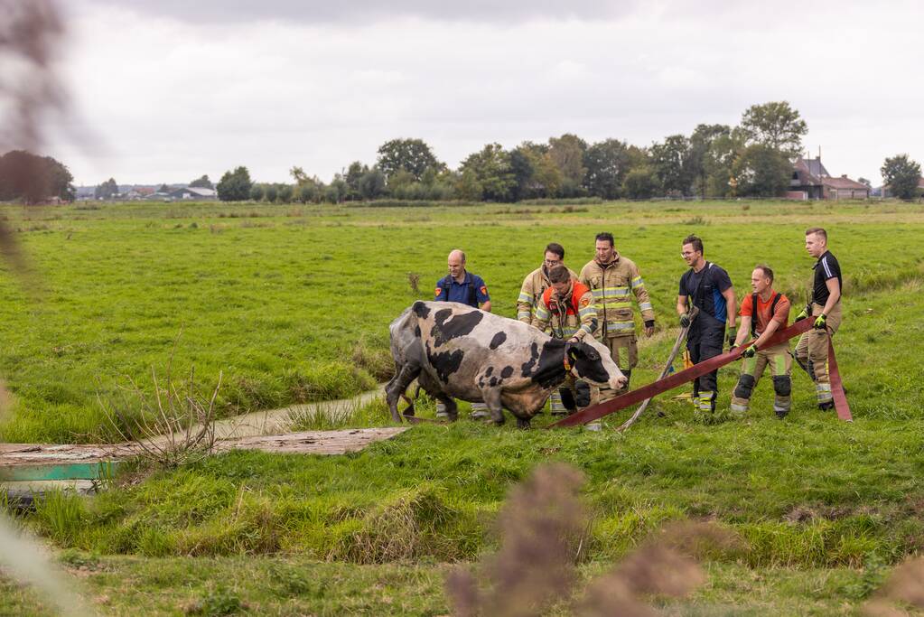 Brandweer trekken koe uit sloot