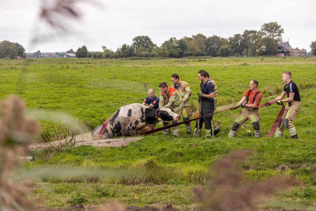 Brandweer trekken koe uit sloot