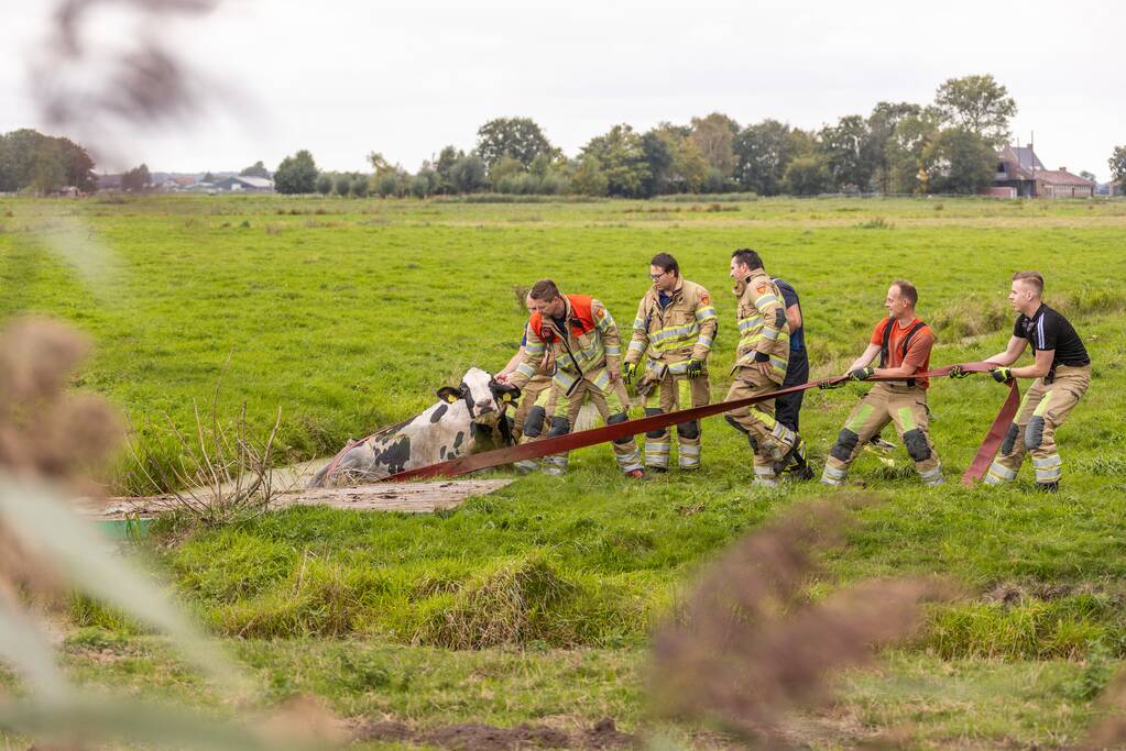 Brandweer trekken koe uit sloot