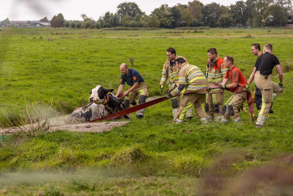 Brandweer trekken koe uit sloot