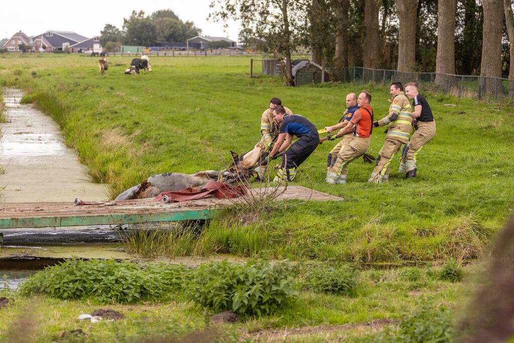 Brandweer trekken koe uit sloot
