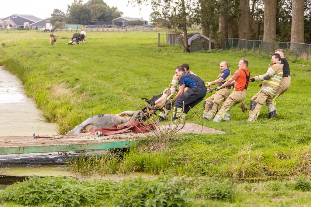 Brandweer trekken koe uit sloot