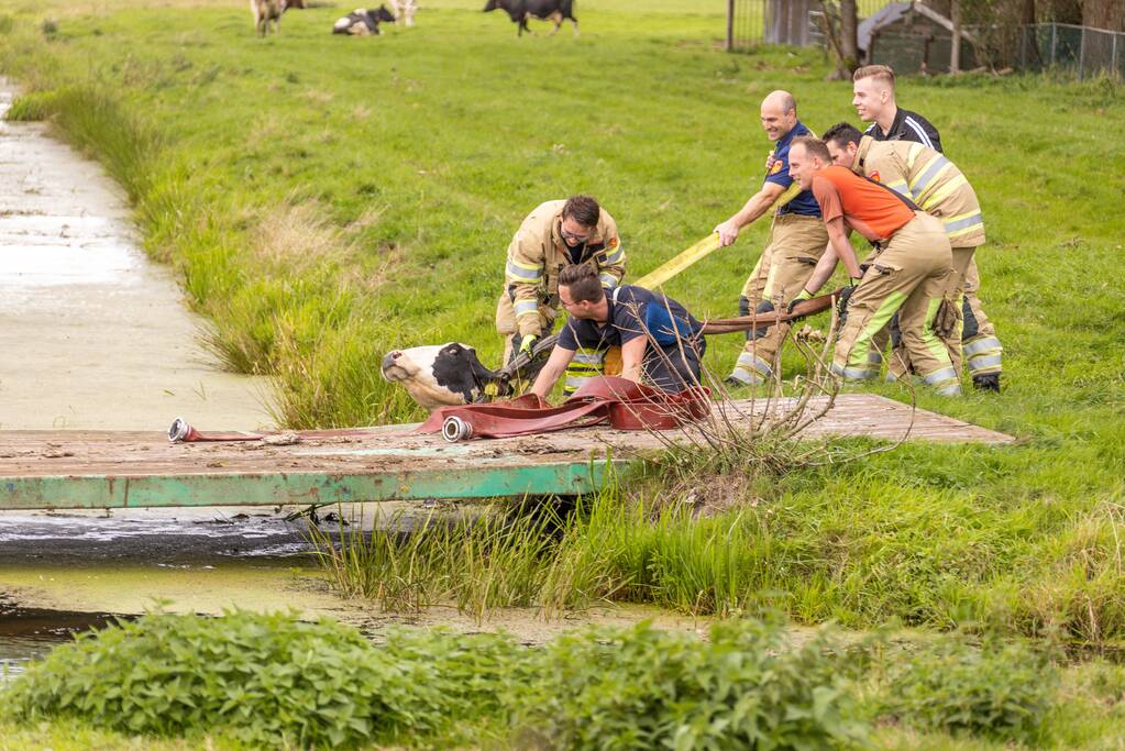 Brandweer trekken koe uit sloot