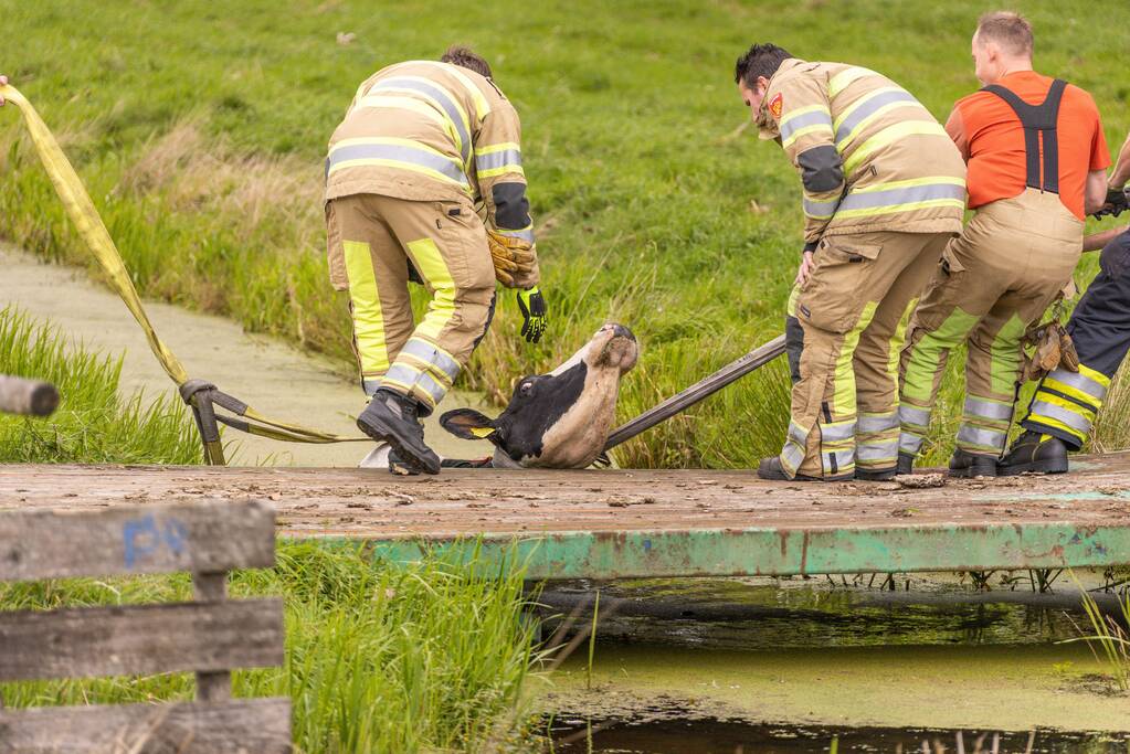 Brandweer trekken koe uit sloot