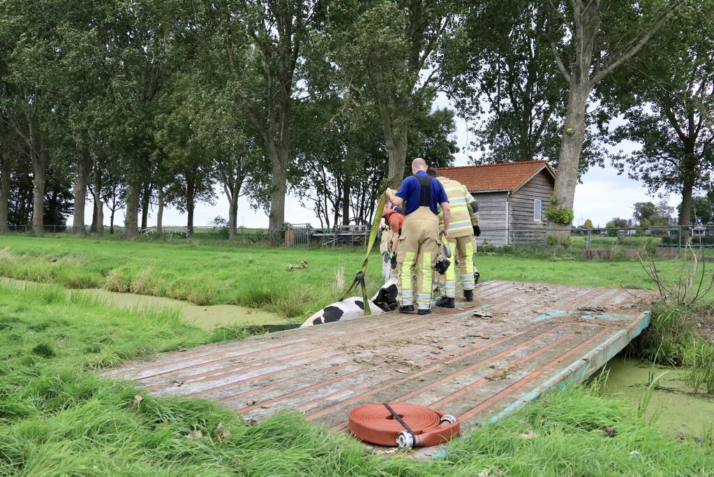 Brandweer trekken koe uit sloot