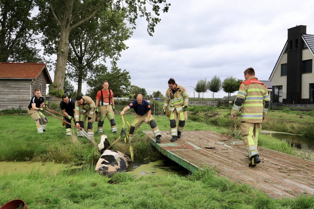 Brandweer trekken koe uit sloot