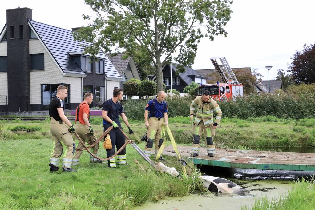 Brandweer trekken koe uit sloot