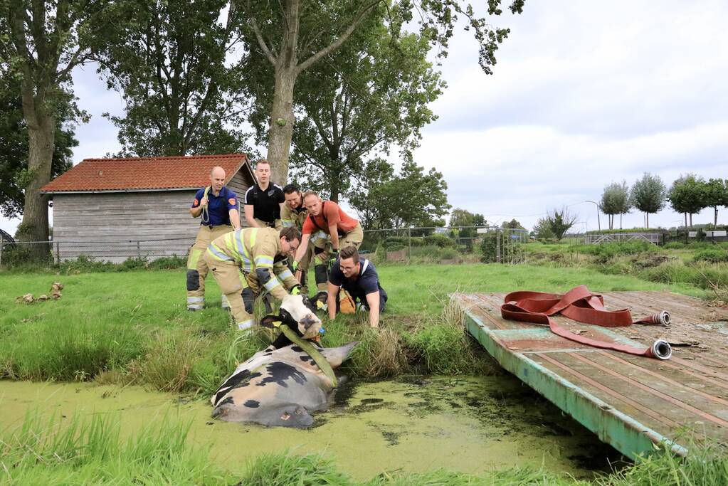 Brandweer trekken koe uit sloot