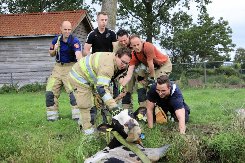 Brandweer trekken koe uit sloot