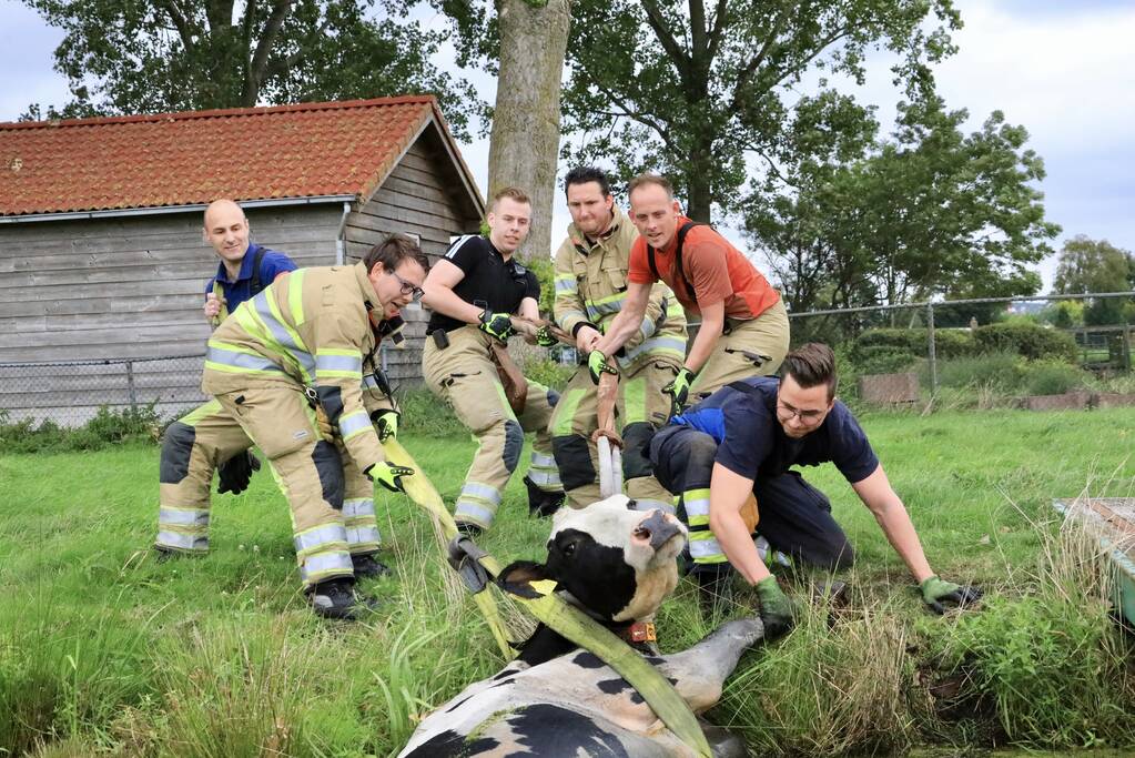Brandweer trekken koe uit sloot
