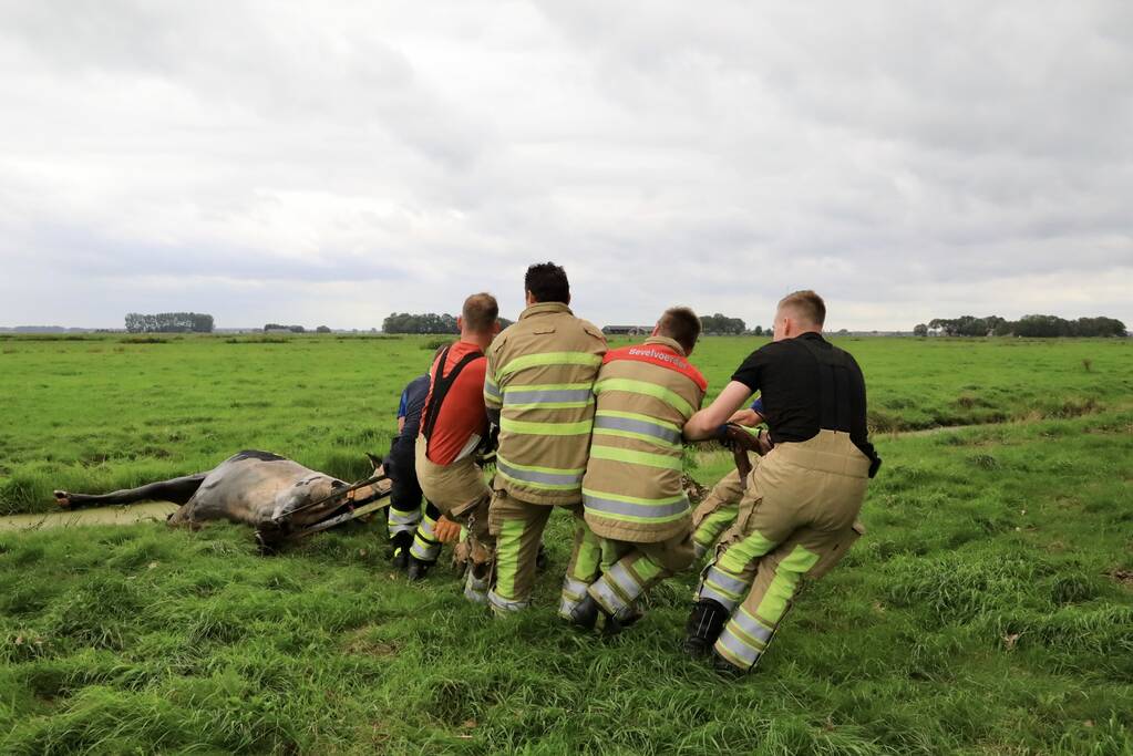 Brandweer trekken koe uit sloot