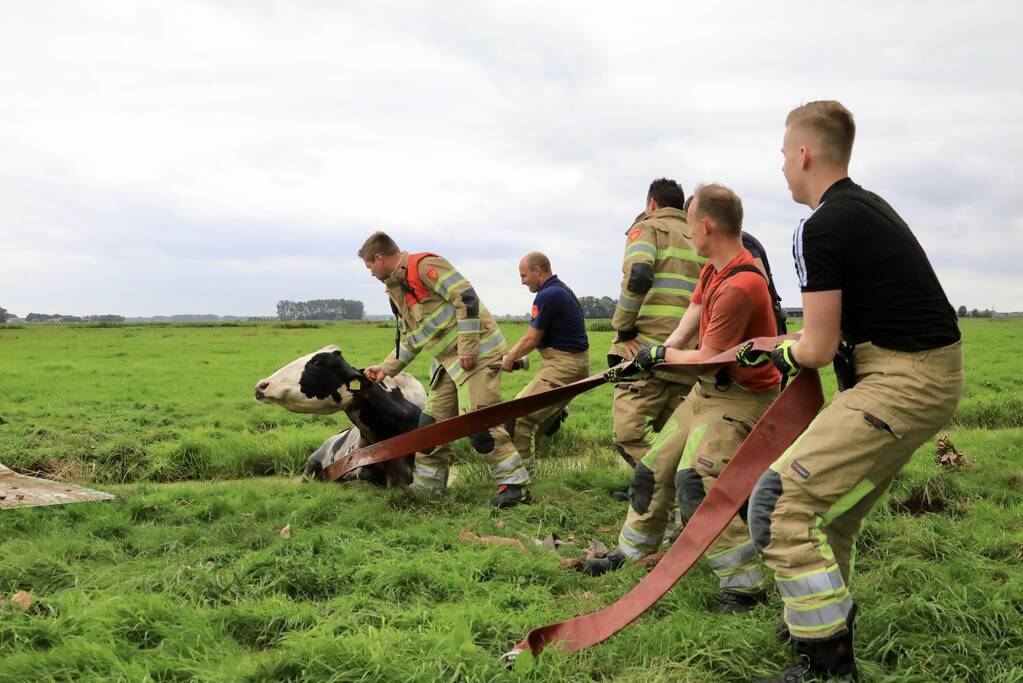 Brandweer trekken koe uit sloot