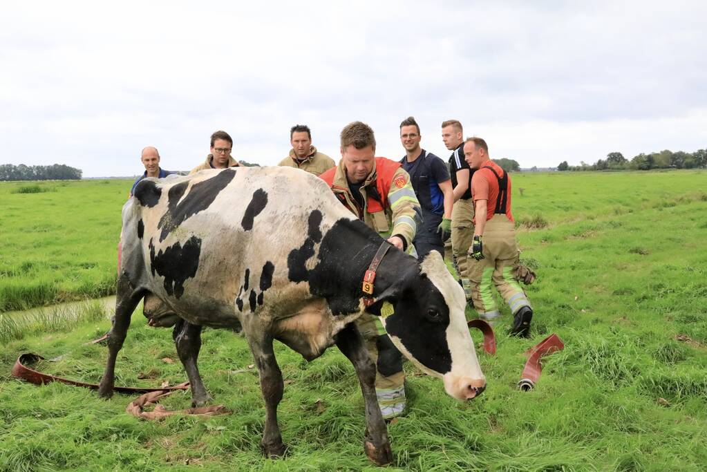 Brandweer trekken koe uit sloot