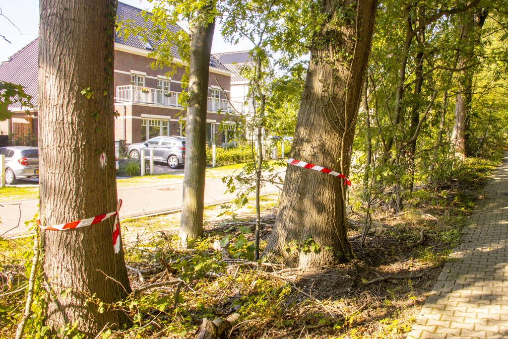 Nieuwe bewoners villawijk redden 17 bomen van kap
