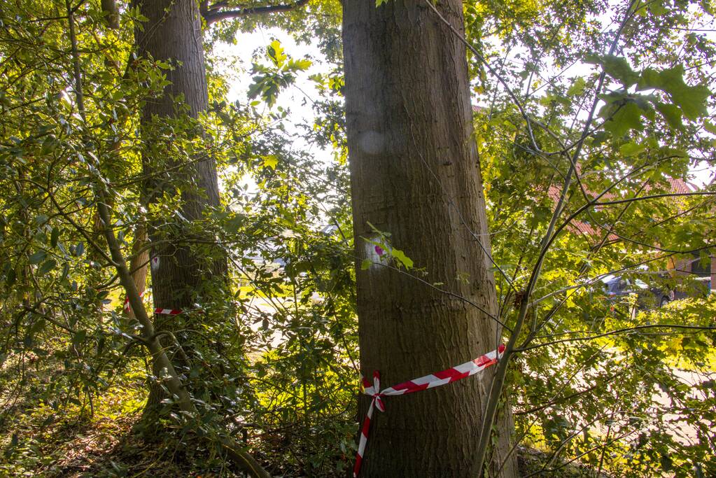 Nieuwe bewoners villawijk redden 17 bomen van kap