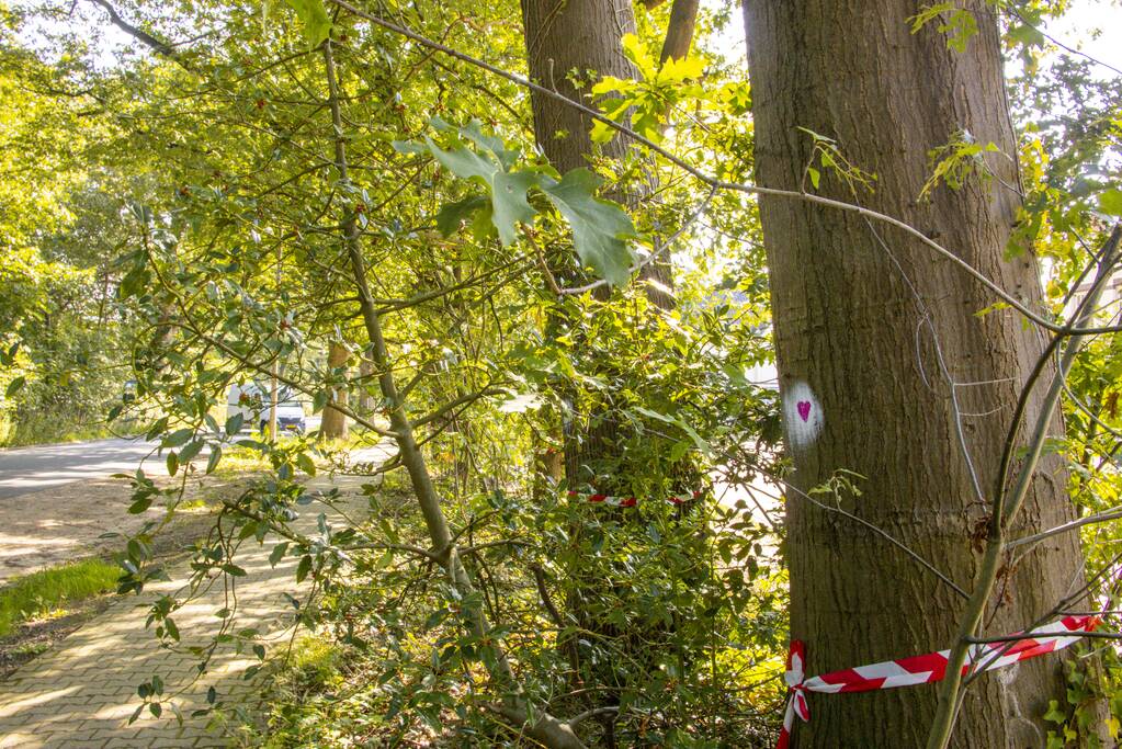 Nieuwe bewoners villawijk redden 17 bomen van kap
