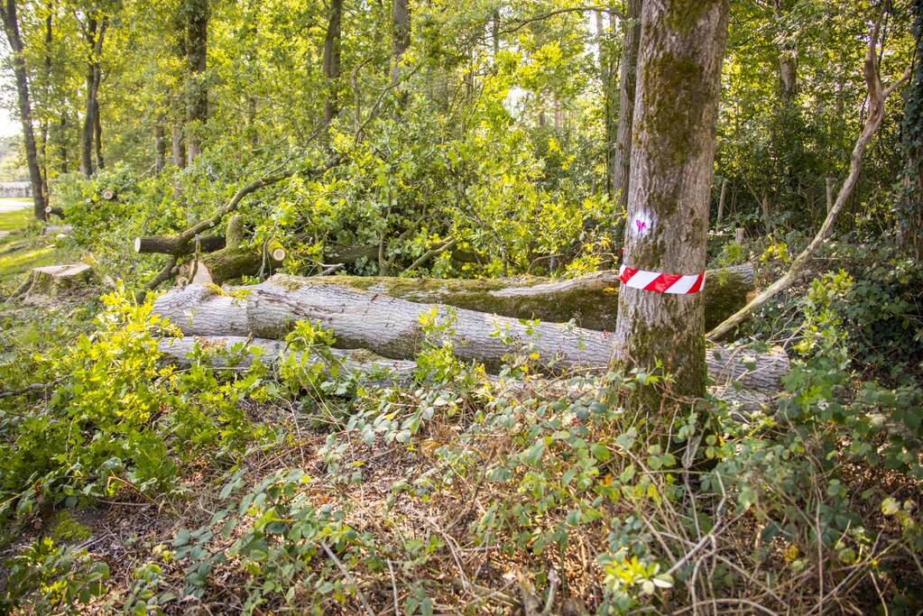 Nieuwe bewoners villawijk redden 17 bomen van kap