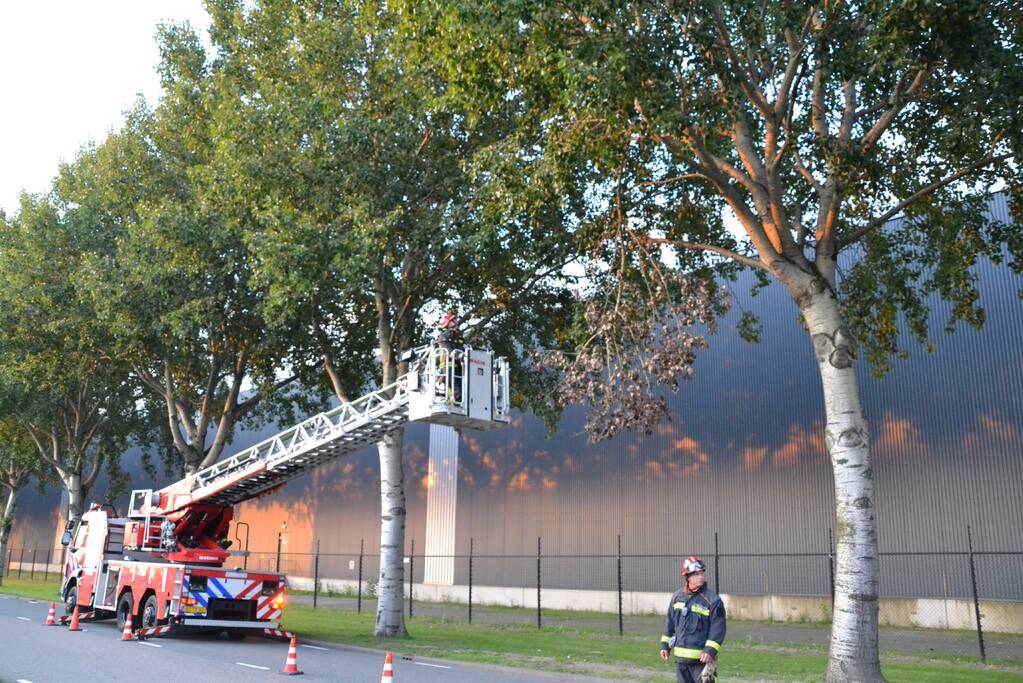 Gevaarlijk hangende tak verwijderd