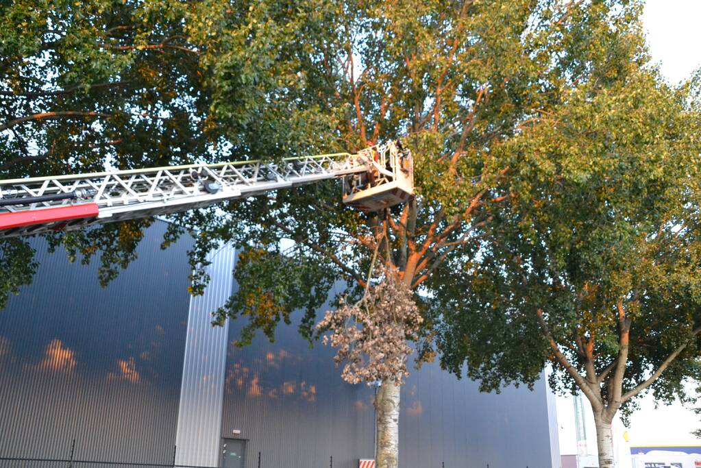 Gevaarlijk hangende tak verwijderd