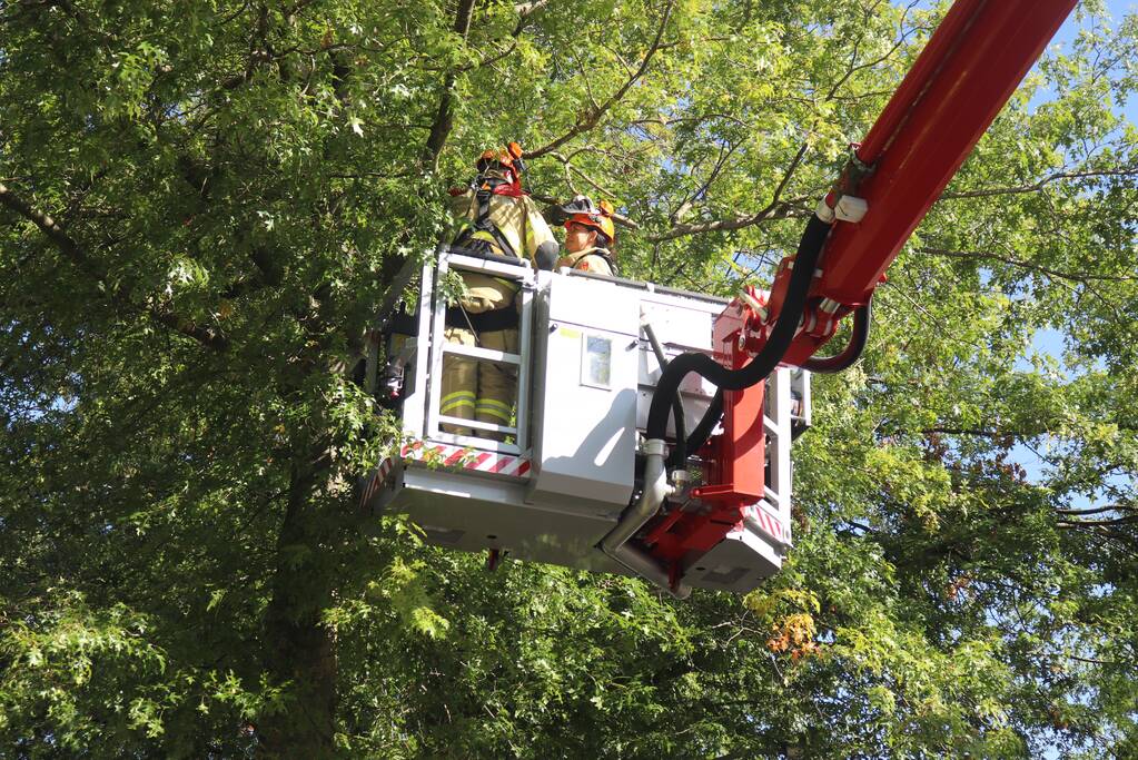 Gevaarlijk hangende takken verwijderd