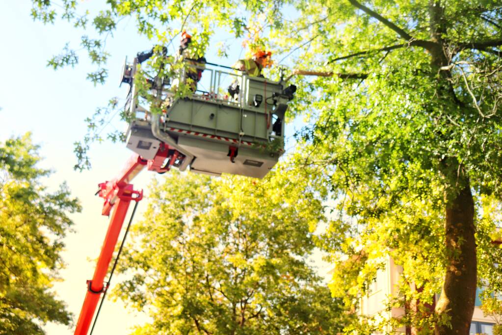 Gevaarlijk hangende takken verwijderd