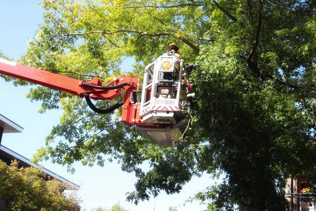 Gevaarlijk hangende takken verwijderd
