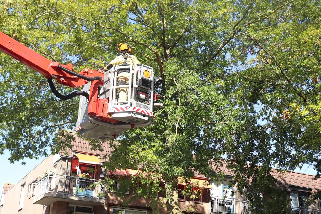 Gevaarlijk hangende takken verwijderd