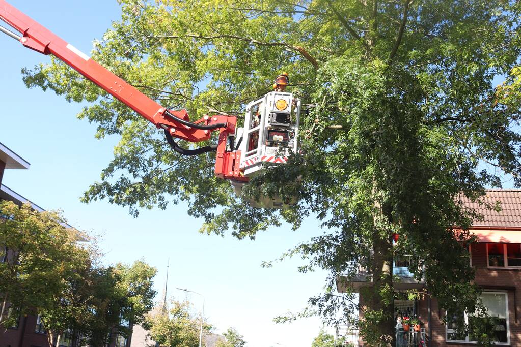 Gevaarlijk hangende takken verwijderd