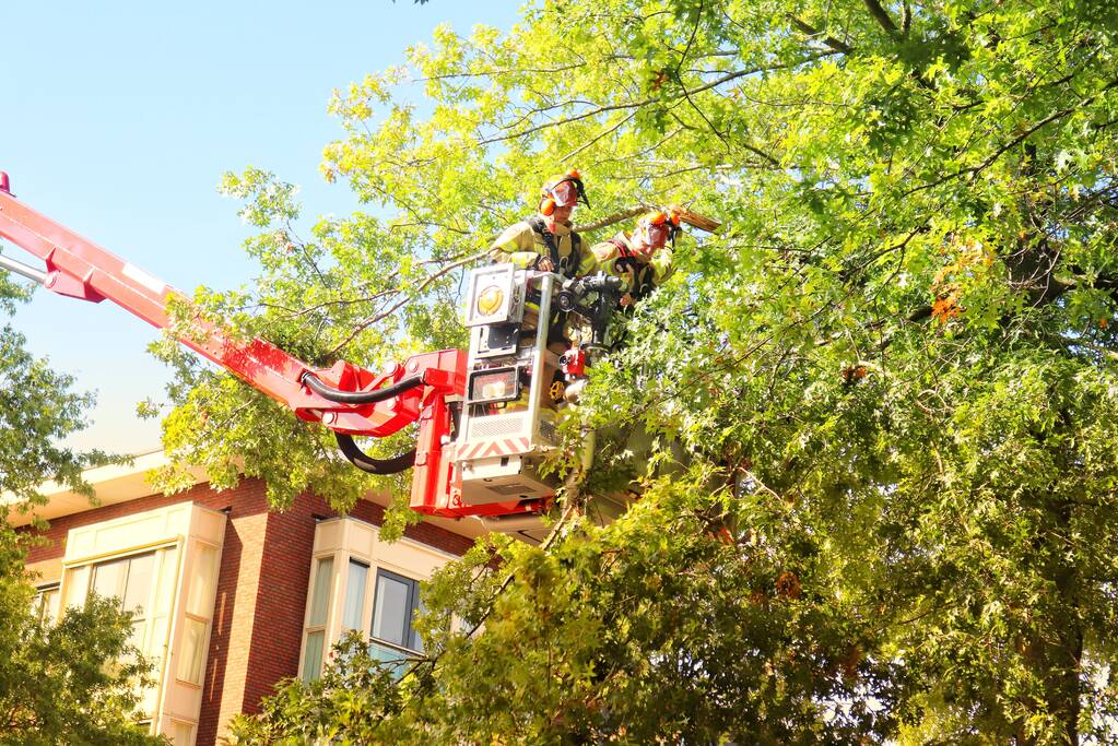 Gevaarlijk hangende takken verwijderd