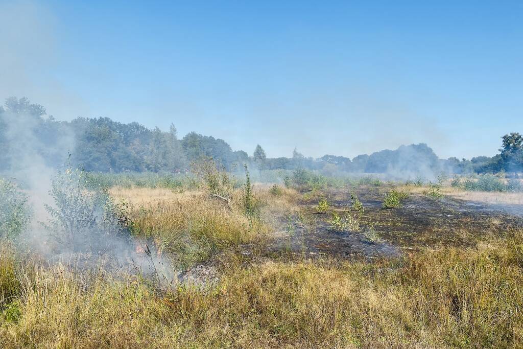 Grote bos heidebrand in natuurgebied