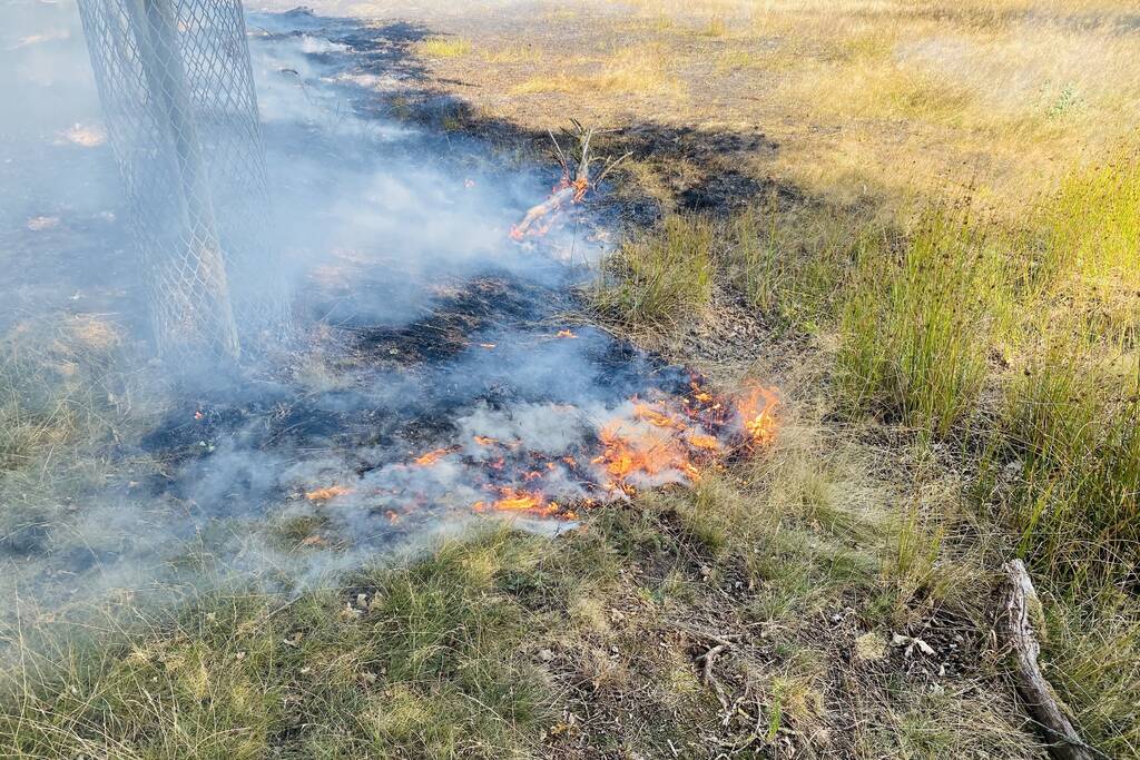 Grote bos heidebrand in natuurgebied