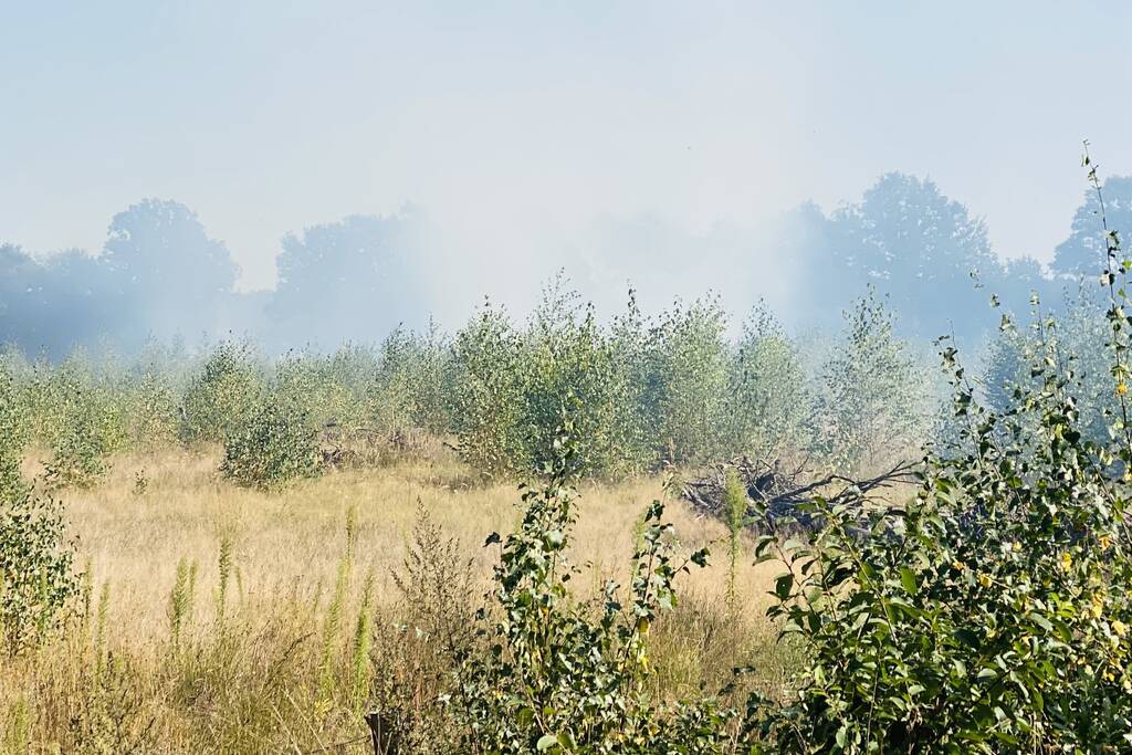 Grote bos heidebrand in natuurgebied