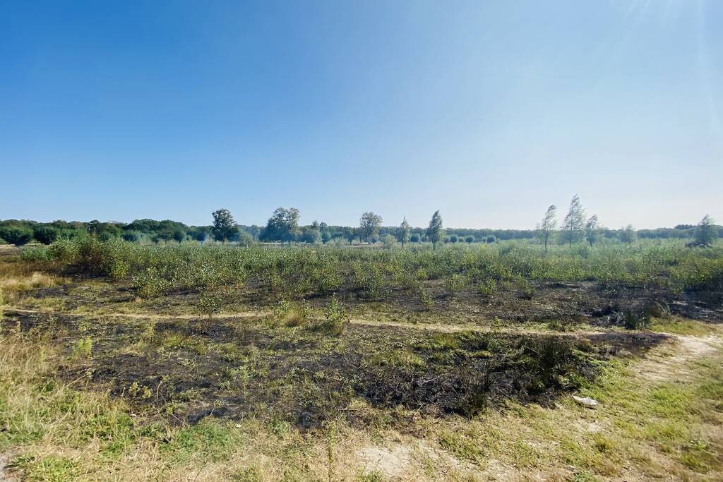 Grote bos heidebrand in natuurgebied