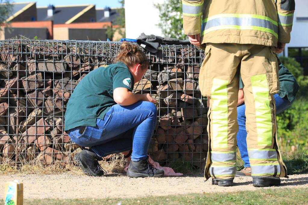 Kinderen vinden egel in nood bij actie WorldCleanupDay