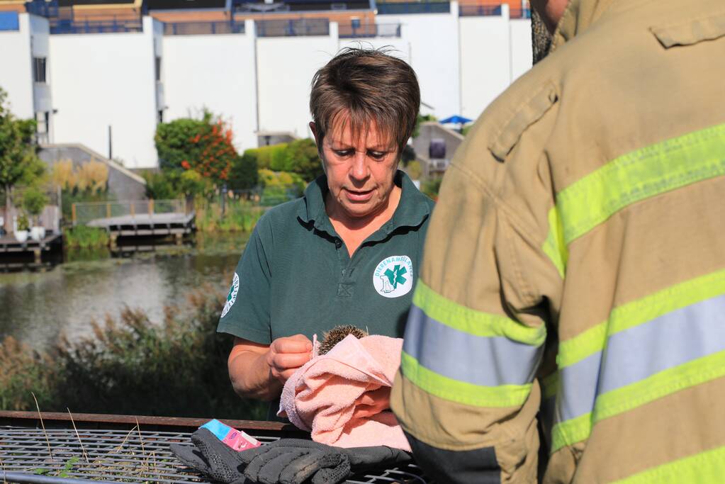Kinderen vinden egel in nood bij actie WorldCleanupDay