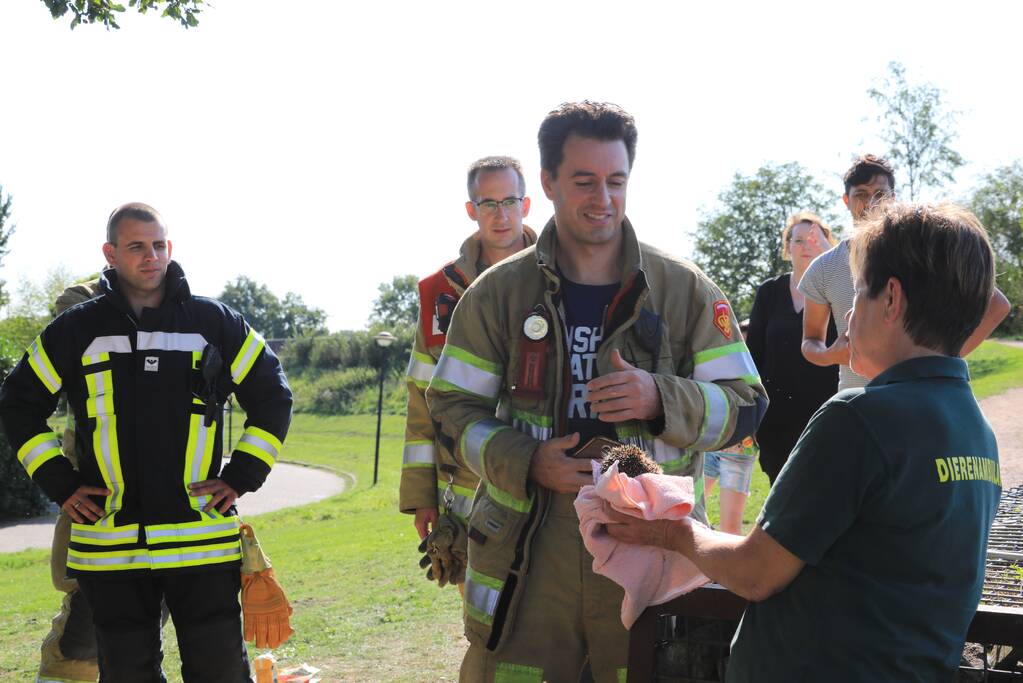 Kinderen vinden egel in nood bij actie WorldCleanupDay