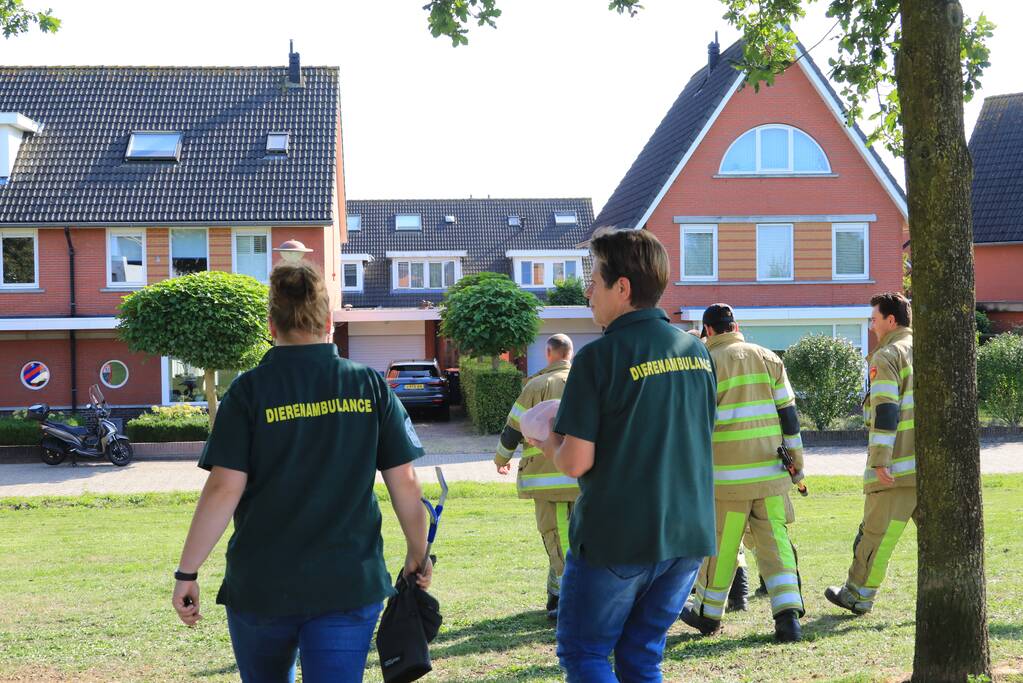 Kinderen vinden egel in nood bij actie WorldCleanupDay