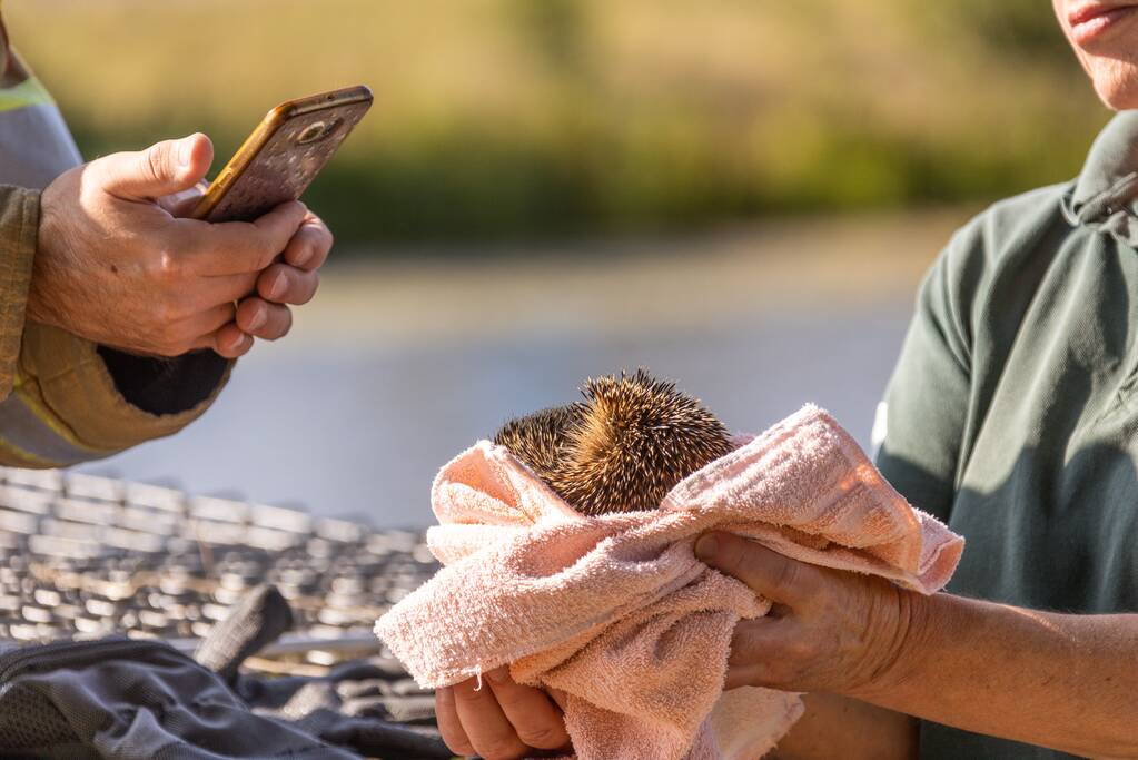 Kinderen vinden egel in nood bij actie WorldCleanupDay