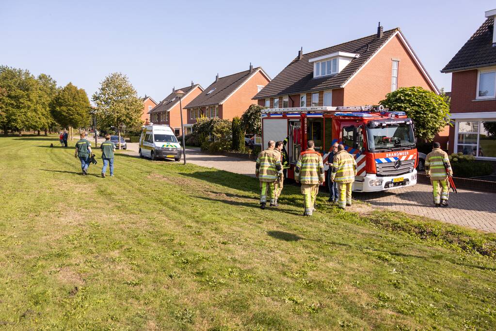 Kinderen vinden egel in nood bij actie WorldCleanupDay