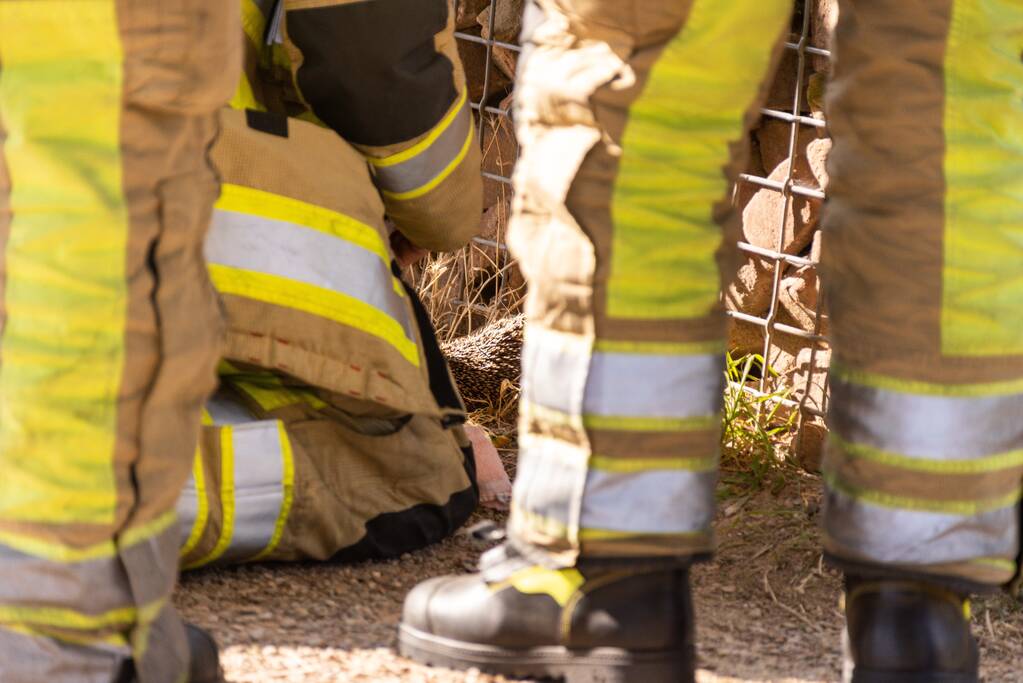 Kinderen vinden egel in nood bij actie WorldCleanupDay