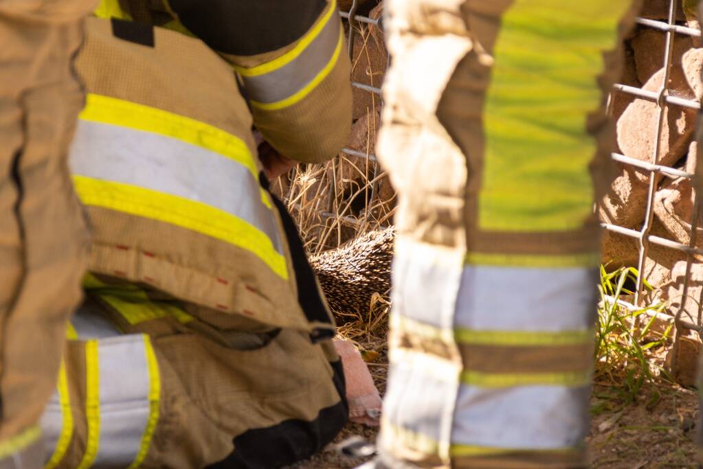 Kinderen vinden egel in nood bij actie WorldCleanupDay